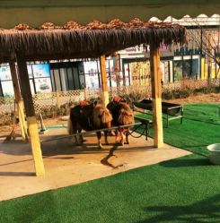 -萌宠亲子动物乐园(槐房万达店)