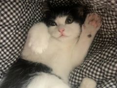 -爱诺耐芙动物医院(万博店)