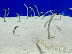 -上海海洋水族馆