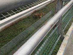 -合肥野生动物园