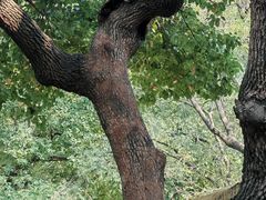 -合肥野生动物园