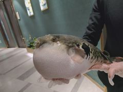 -鲐赏河豚(长寿店)