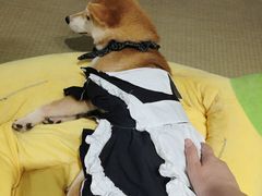 -逗柴咖啡屋·狗咖猫咖宠物桌游