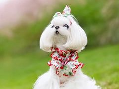 -萌宠之家·腊肠犬·马尔泰·小体犬舍