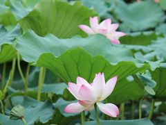 IMG_3249-荷香居(洞企石路店)