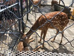 -长白岛森林公园