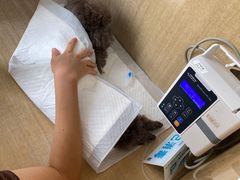 -北京观赏动物医院·24小时大型综合·猫专科·异宠专科