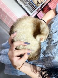 -Moni星球萌宠·小马宝莉·灵蛇·高端高阶全萌宠互动体验俱乐部(红豆国际广场店)