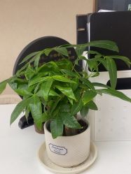 -Lumi露米·美甲美睫品质店