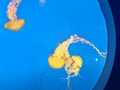 -太平洋海底世界