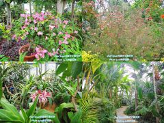 -北京植物园-展览温室