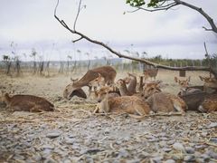 -鹿境梅花鹿生态园区