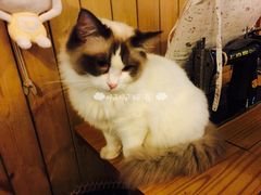 -猫色咖啡·猫咖