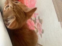 -纳吉亚猫专科动物医院博雅分院