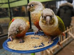 -北京野生动物园