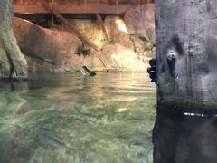 -迪拜水族馆及水下动物园