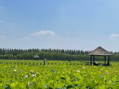 -西青郊野公园