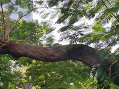 -星巴克(深圳侨城街店)