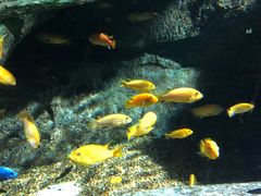 -暹罗海洋世界