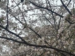 -高东镇樱花园