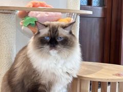 -猫小主咖啡·猫咖cat cafe(福田店)