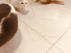 -猫色咖啡·猫咖