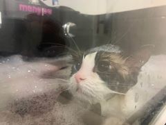 -佳雯宠物医院(金华南路分院)