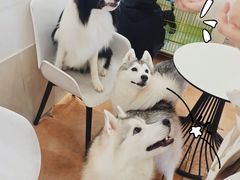 -Let's go狗咖·猫咖·奶狗·桌游(春熙路IFS店)