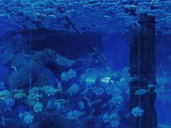 -哈尔滨波塞冬海底世界