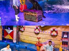-烟台海昌鲸鲨海洋公园
