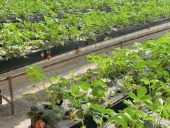 -甜心庄园·甜心草莓采摘园(西青中北店)