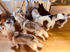 -Husky Go! 哈士奇体验馆·宠物咖啡厅狗咖