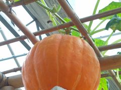 北京观光南瓜园&nbsp;(2)-观光南瓜园