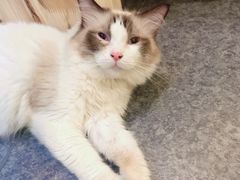 -猫色咖啡·猫咖