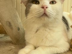 -猫小院猫主题餐厅(南锣旗舰店)