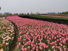 -荷兰花海