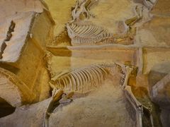 -洛阳周王城天子驾六博物馆