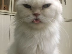 -猫亿天猫咖