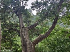 -北京上方山国家森林公园