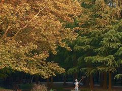 -上海共青森林公园