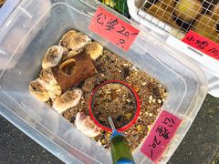 -溪岸路花鸟市场