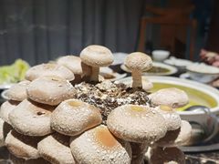 活体香菇-先机泉水鸡汤(南山老君洞店)
