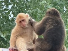 -西霞口神雕山野生动物世界