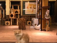 -more than meow吴止猫主题餐厅(承德 中船汇店)