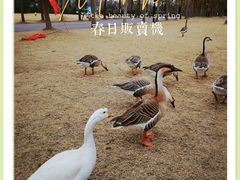 -上海长兴岛郊野公园