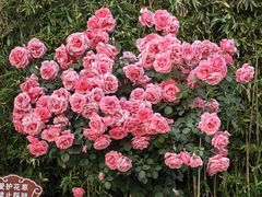 -下沉广场(羊坊店街道)