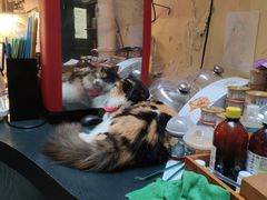 -猫色咖啡·猫咖