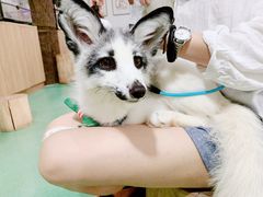 -藦茜花园宠物主题亲子互动体验馆(国顺东路店)