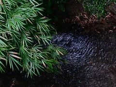 -桤木河湿地公园