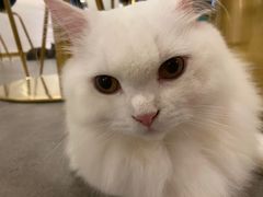 -飞行喵MR PILOT|猫舍·猫咖(静安大融城店)